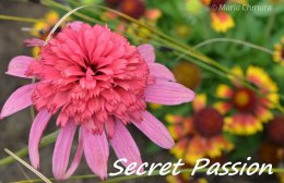 Jeżówka 'Secret Passion'