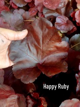 Żurawka 'Happy Ruby'