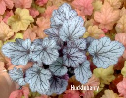 Żurawka 'Huckleberry'