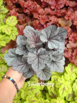 Żurawka 'Silverberry'