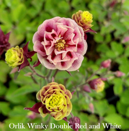 Orlik 'Winky Double Red and White'