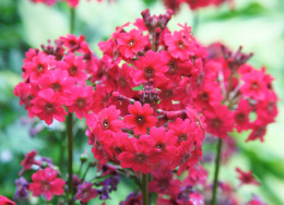 Pierwiosnek japoński - Primula japonica 'Miller's Crimson'