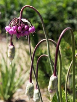 Czosnek zwisły Hidcote- Allium cernuum