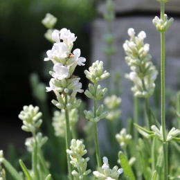Lawenda ' White Fragrance '- Lavandula angustifolia