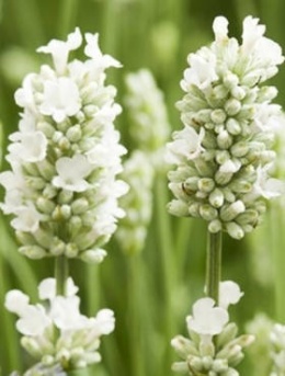 Lawenda ' White Fragrance '- Lavandula angustifolia