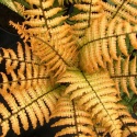 Narecznica Wallicha 'Jurassic Gold'- Dryopteris wallichiana 'Jurassic Gold'