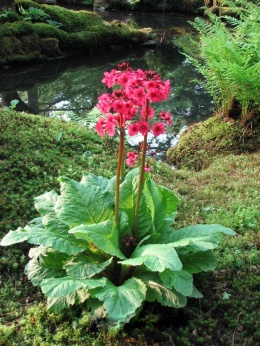 Pierwiosnek japoński - Primula japonica 'Carminea'