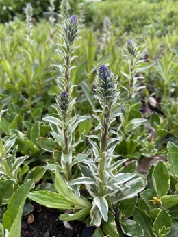 Przetacznik goryczkowy Variegata- Veronica gentianoides variegata