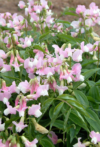 Groszek wiosenny- Lathyrus vernus Little Elf'