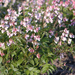 Groszek wiosenny- Lathyrus vernus Little Elf'