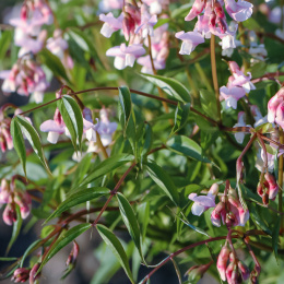 Groszek wiosenny- Lathyrus vernus Little Elf'