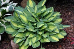 Hosta 'Gypsy Rose' (L)