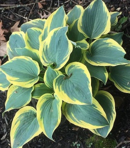 Hosta 'Permafrost' (GK)