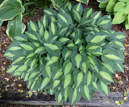 Hosta 'Striptease'