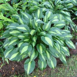 Hosta 'Striptease'