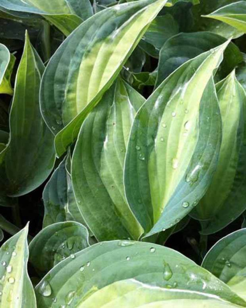 Hosta 'Striptease' Hosta 'Striptease'