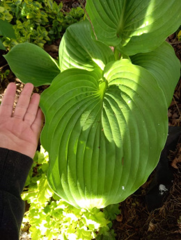 Hosta 'Sum and Substance' (p9)