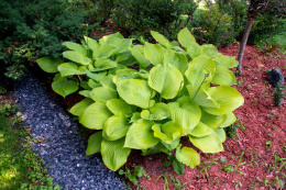 Hosta 'Sum and Substance' (p9)