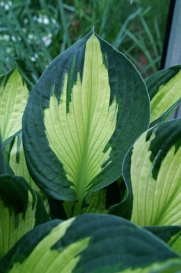 Hosta 'Whirlwind'