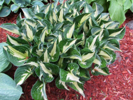 Hosta 'Whirlwind'