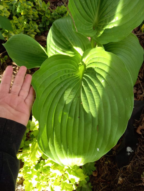 Hosta 'Sum and Substance' Hosta 'Sum and Substance'