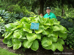 Hosta 'Sum and Substance'