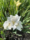 Irys syberyjski 'Not Quite White'