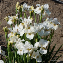 Irys syberyjski 'Not Quite White'