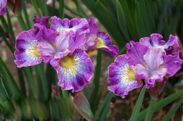 Irys syberyjski 'How Audacious' (W)