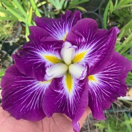 Irys mieczolistny- Iris ensata 'Katy Mendez' (W)