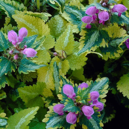 Jasnota plamista 'Anne Greenway'