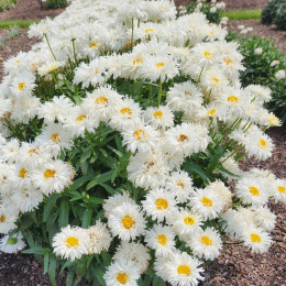 Jastrun- Leucanthemum 'Coconut'