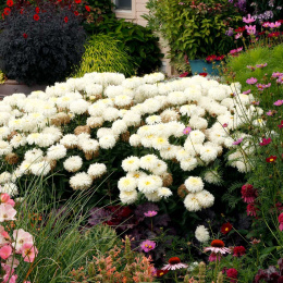 Jastrun- Leucanthemum 'Coconut'