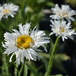 Jastrun- Leucanthemum 'Crazy Daisy'