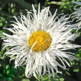 Jastrun- Leucanthemum 'Crazy Daisy'