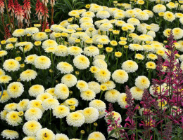 Jastrun- Leucanthemum 'Luna'