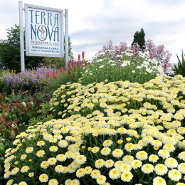 Jastrun- Leucanthemum 'Luna'