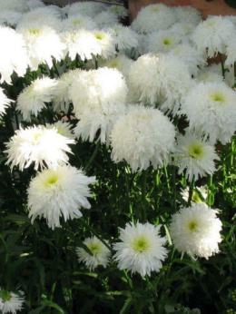 Jastrun- Leucanthemum 'Fiona Goghill' (p9)