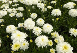 Jastrun- Leucanthemum 'Fiona Goghill' (p9)