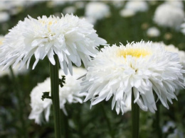 Jastrun- Leucanthemum 'Fiona Goghill'