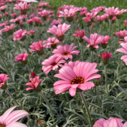 Jastrun- Leucanthemum hosmariensis 'African Queen'