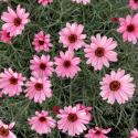 Jastrun- Leucanthemum hosmariensis 'African Queen'