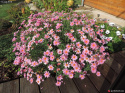 Jastrun- Leucanthemum hosmariensis 'African Queen'