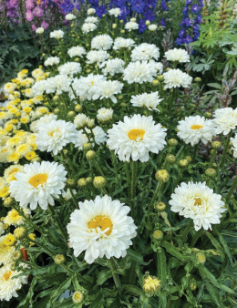 Jastrun- Leucanthemum 'Victorian Secreet'