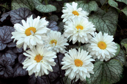 Jastrun- Leucanthemum 'Victorian Secreet'