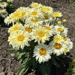 Jastrun- Leucanthemum 'Banana Cream'