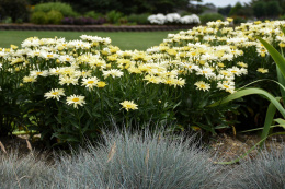 Jastrun- Leucanthemum 'Banana Cream'