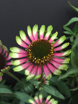 Jeżówka - Echinacea 'Choco Green' (p9)