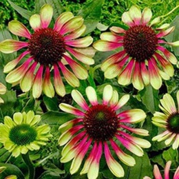 Jeżówka- Echinacea 'Choco Green' (L)