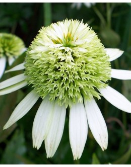 Jeżówka - Echinacea 'Coconut Lime' (p9)